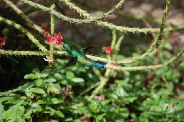 a photo of a hummingbird taken at Asa Wright Nature Centre in Blanchisseuse, Trinidad